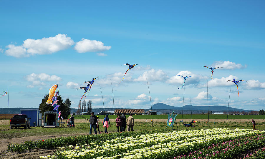 Kites and Tulips Photograph by Tom Cochran