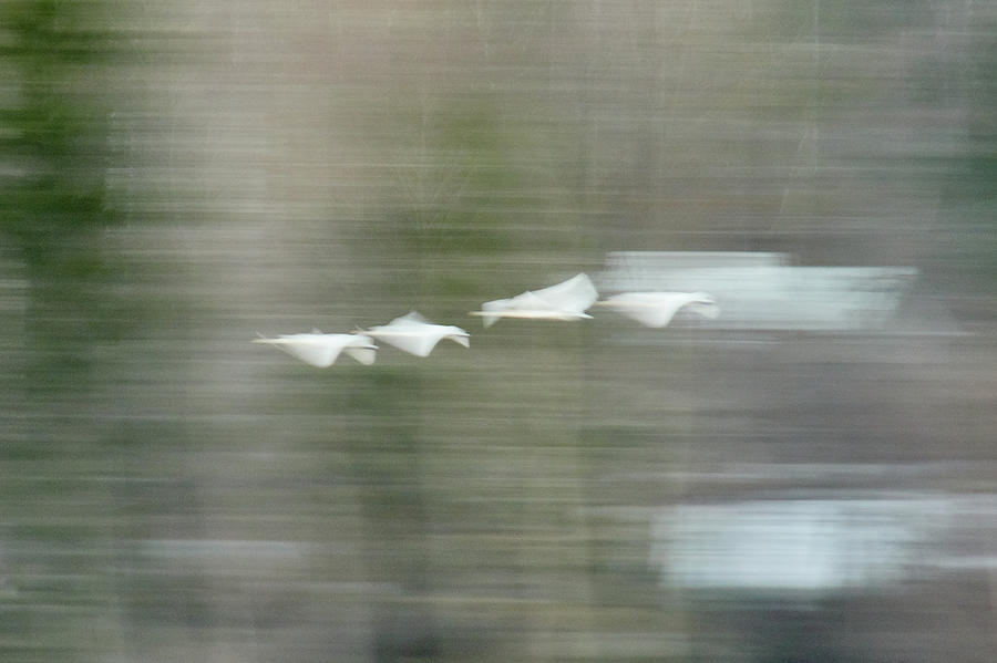 Kites. Whooper Swan Photograph by Jouko Lehto