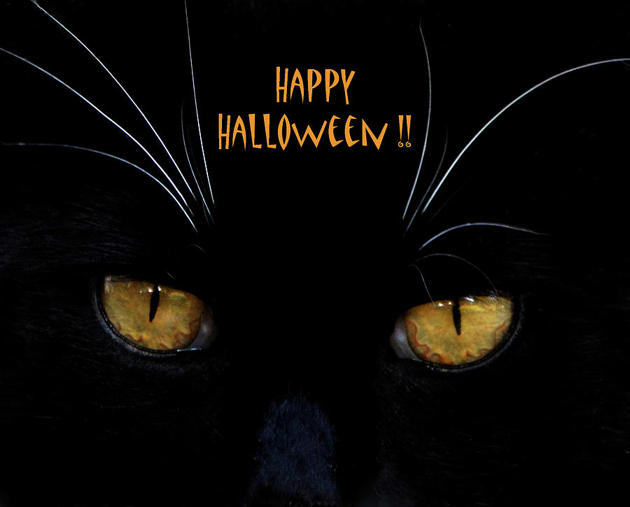 KitKat Halloween Card Photograph by Lesa Fine