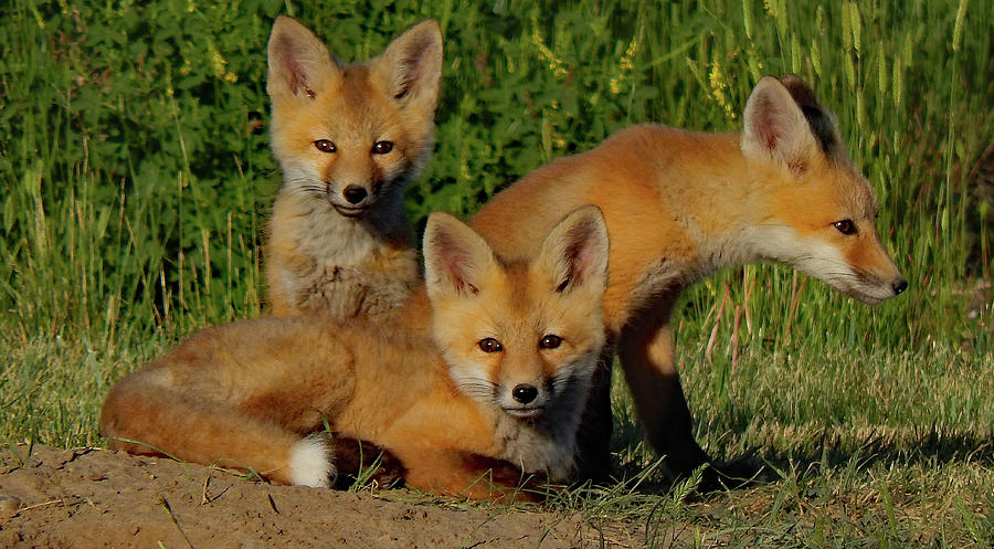 Kits at Play by Frank Vargo Kits at Play by Frank Vargo
