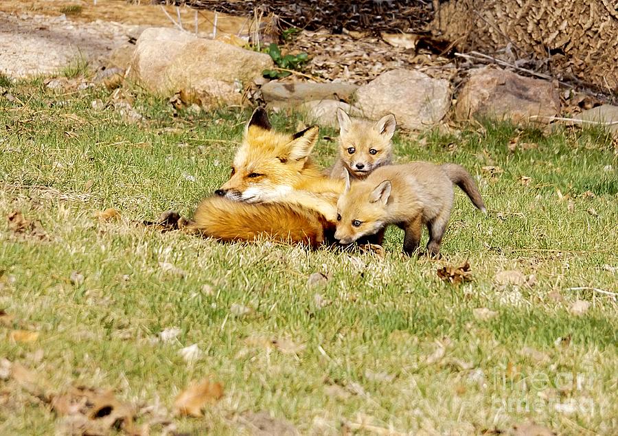 Nature Photograph - Kits With Daddy Fox by Deb Schense