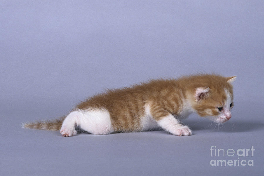 Cat Photograph - Kitten, 3 Weeks Old by Jean-Louis Klein & Marie-Luce Hubert