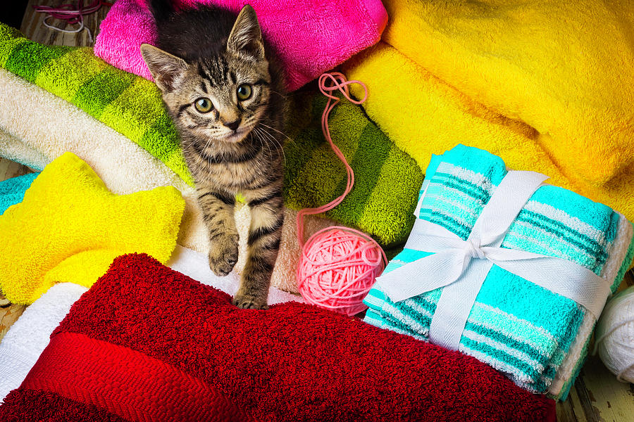 Kitten Among Bath Towels Photograph by Garry Gay