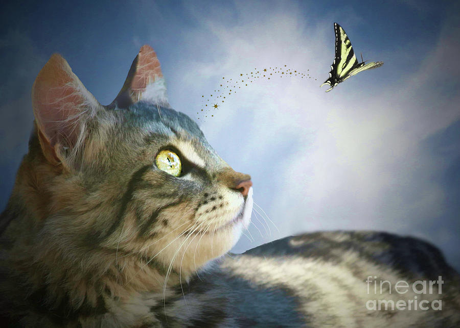Kitten and Butterfly, Fantasy Fusion  Photograph by Stephanie Laird
