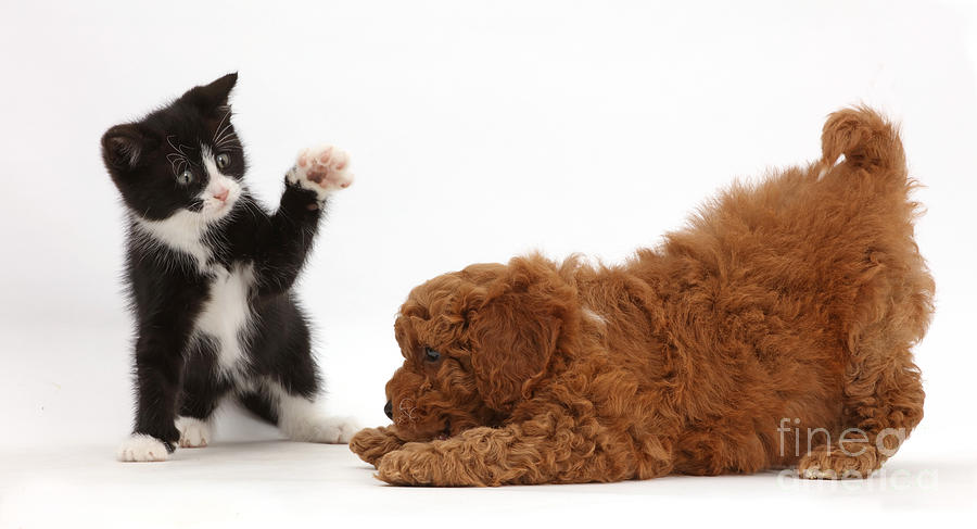Kitten And F1 Toy Cavapoo Puppy Photograph by Mark Taylor