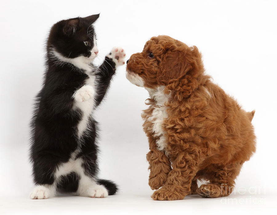 Kitten And F1b Toy Cavapoo Puppy Photograph by Mark Taylor