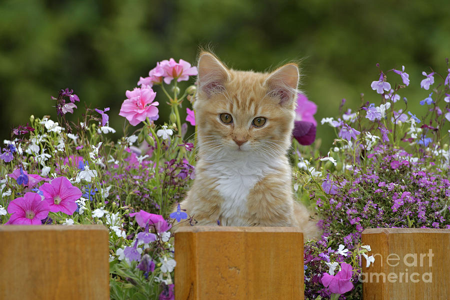 Kitten And Flowers Photograph by Rolf Kopfle