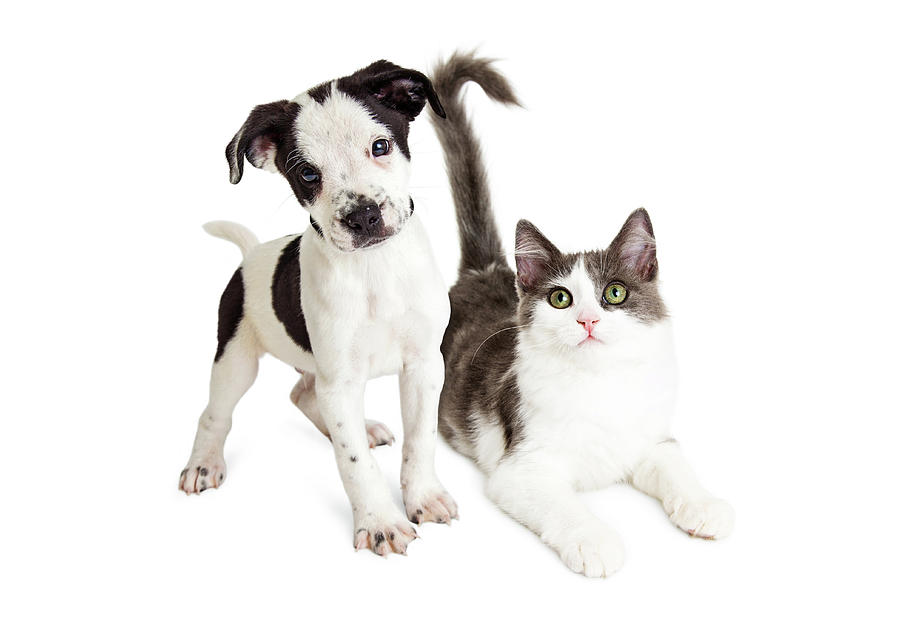 Animal Photograph - Kitten and Puppy Together by Good Focused