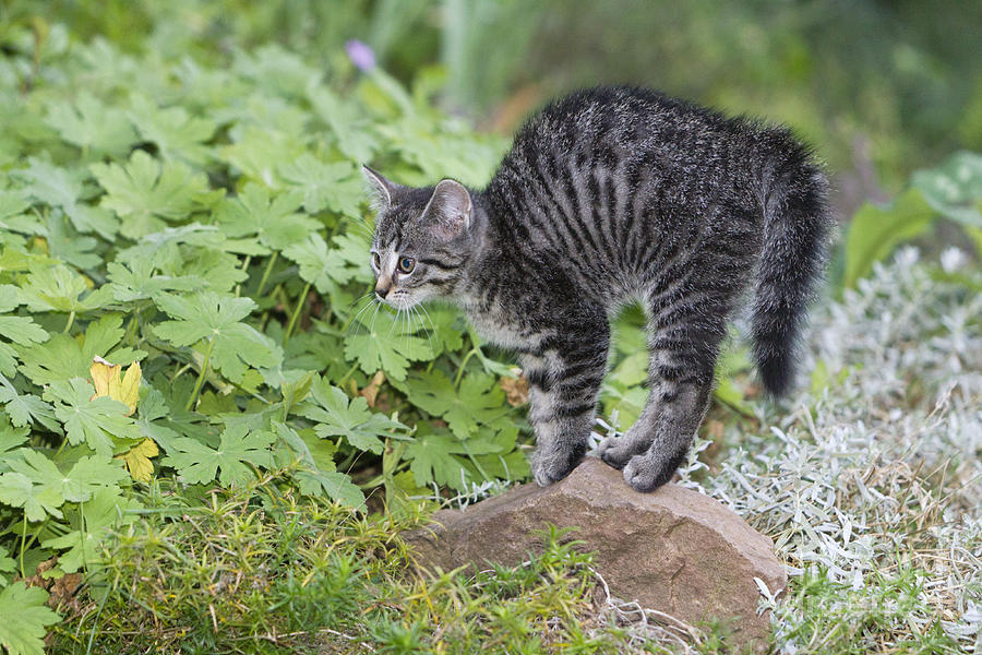 Kitten Arching Back Photograph by Duncan Usher Fine Art America