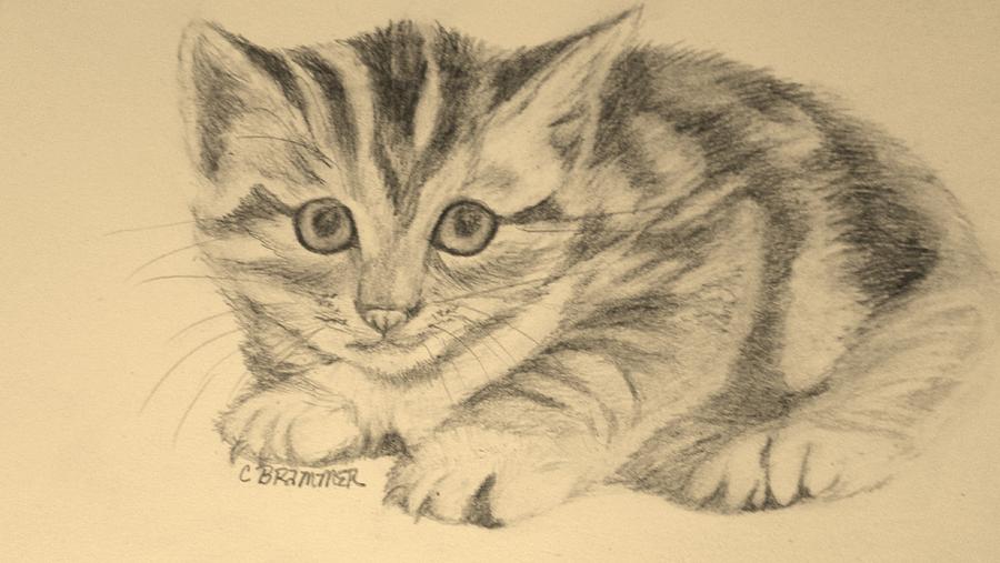 Kitten Drawing by Christy Saunders Church