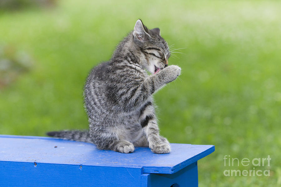 Cat Photograph - Kitten Cleaning Paw by Duncan Usher