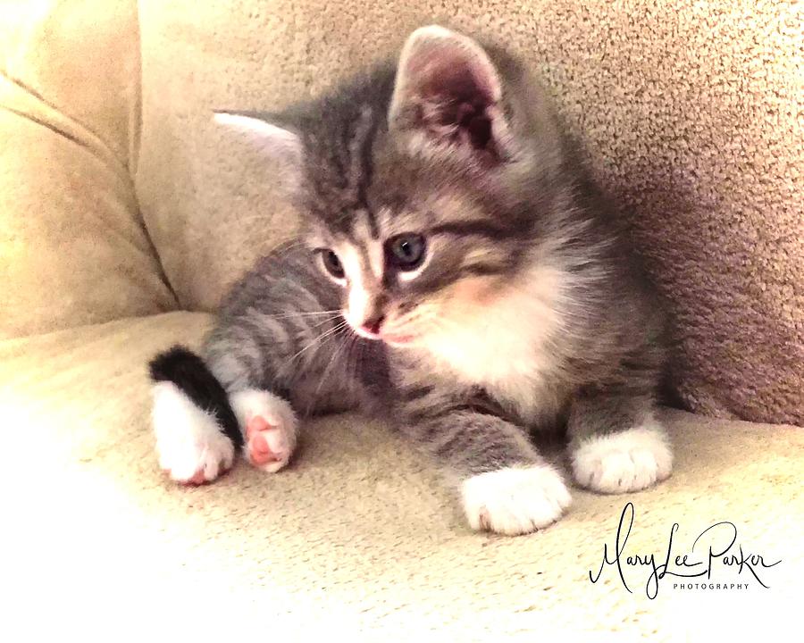 Mug Photograph - Kitten Deep In Thought by MaryLee Parker