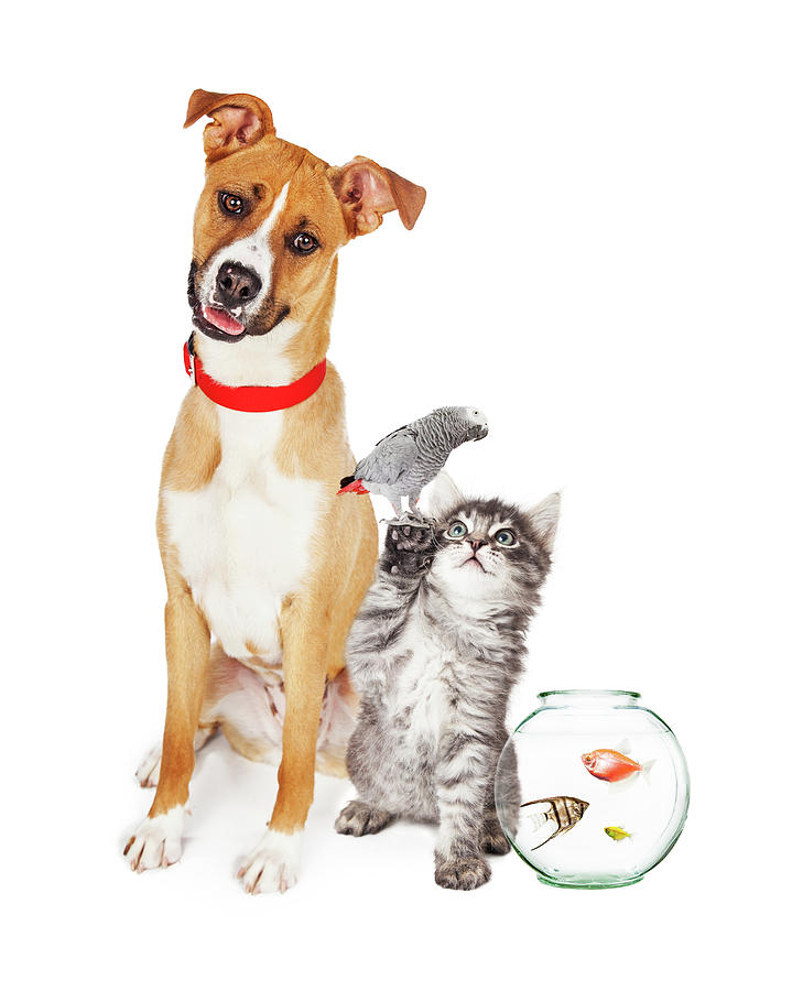 Kitten Dog Bird and Fish Together Photograph by Good Focused