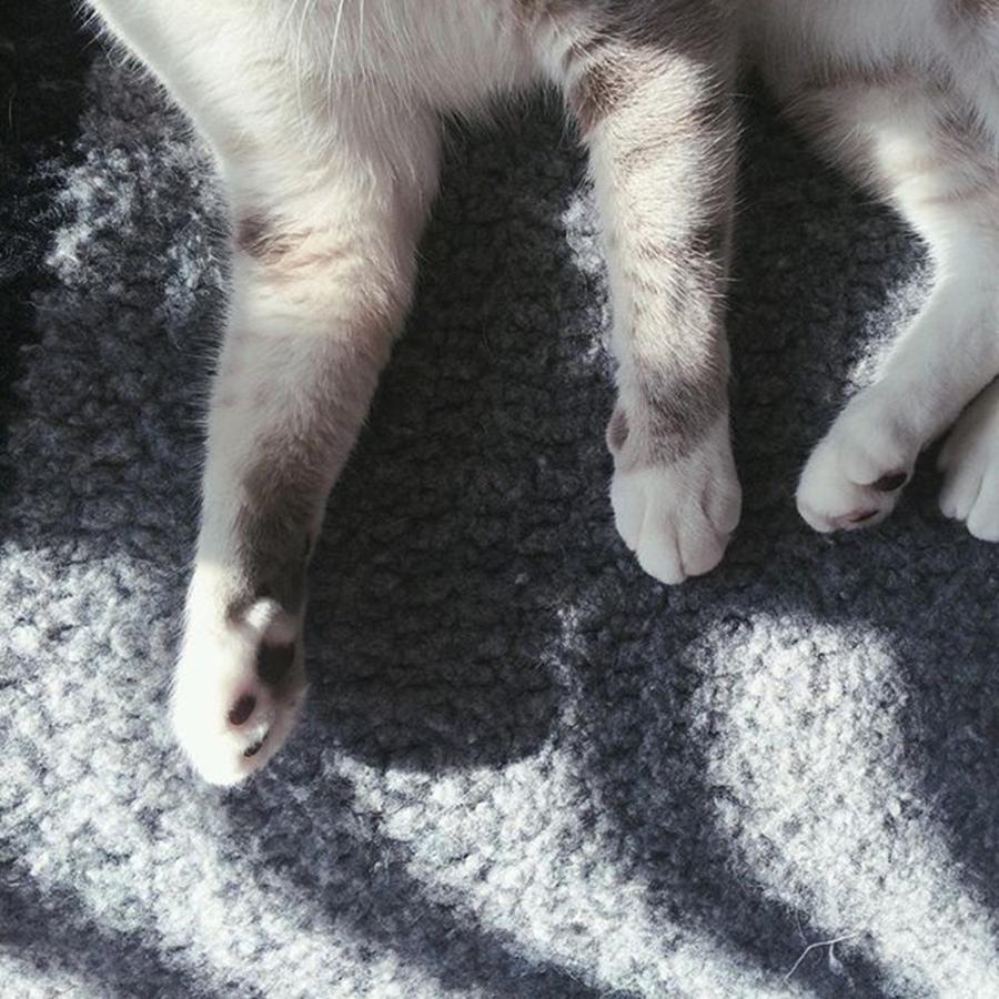 Kitten Feet || Photograph by Andrea Osstifin