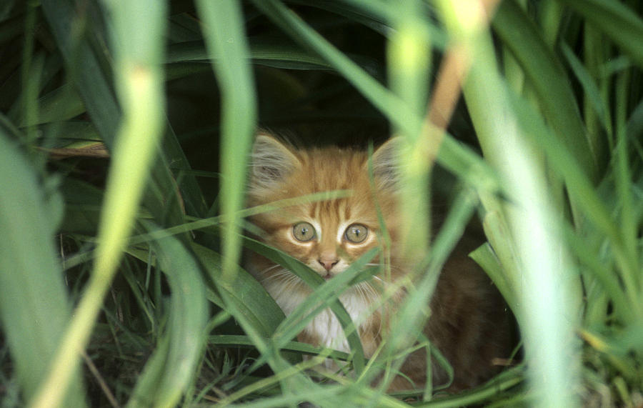 Kitten Hiding In High Grass Photograph by Jerry Shulman Pixels