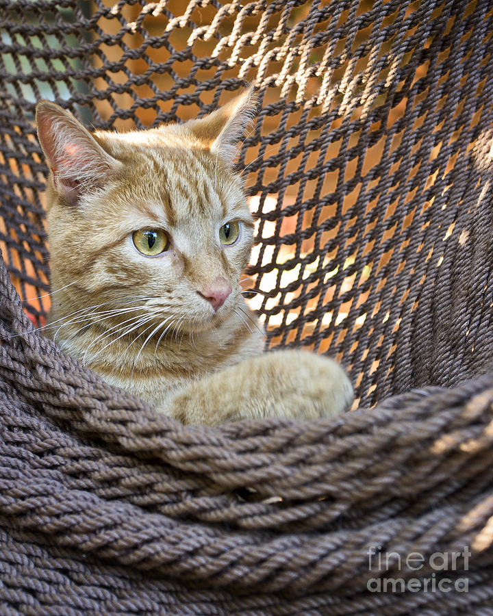 Cat Photograph - Kitten In a  Hammock by Patrick Lynch