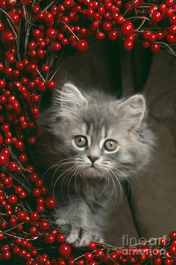 Kitten In Berry Wreath Photograph by John Daniels