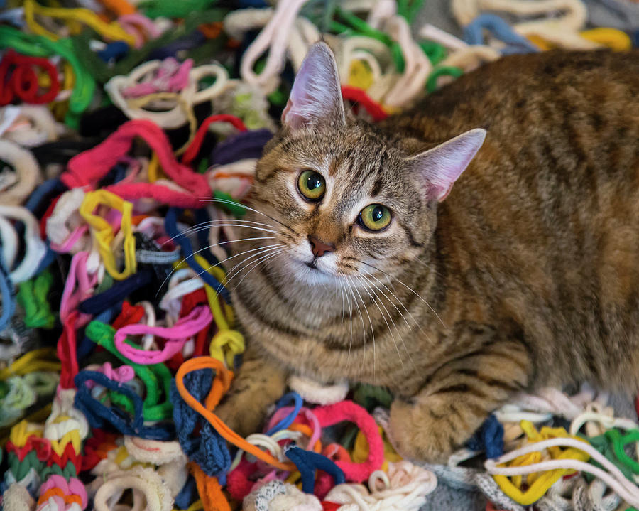Kitten In Colored Looms Photograph