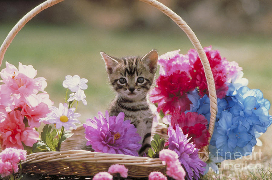 Kitten In Flower Basket Photograph by Alan & Sandy Carey