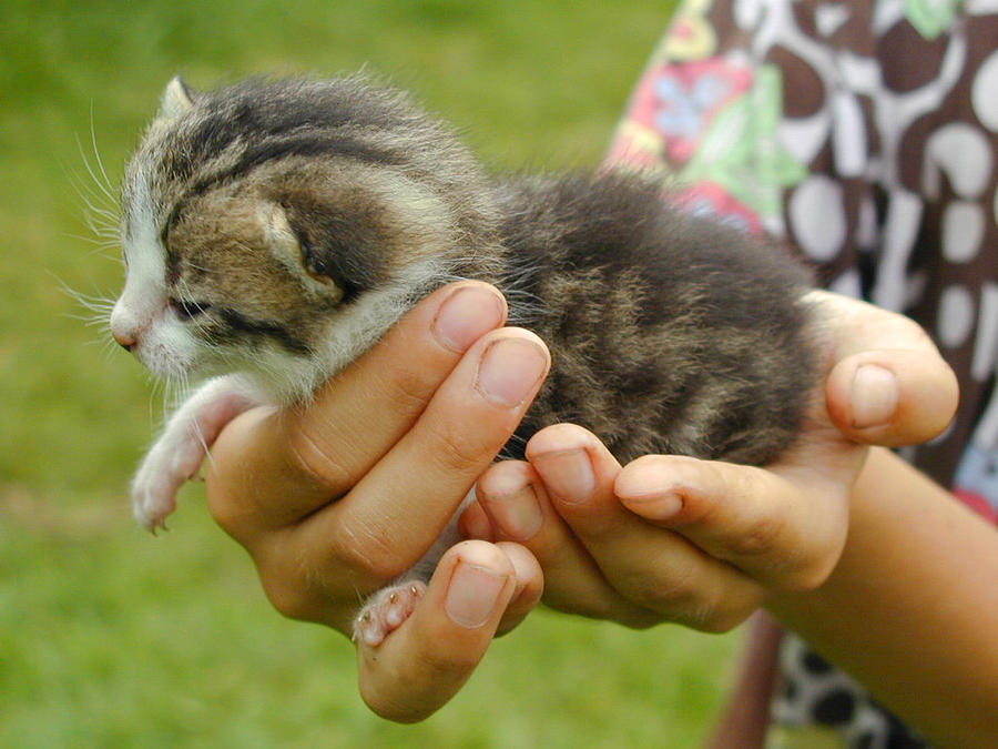 Kitten In Hand Photograph