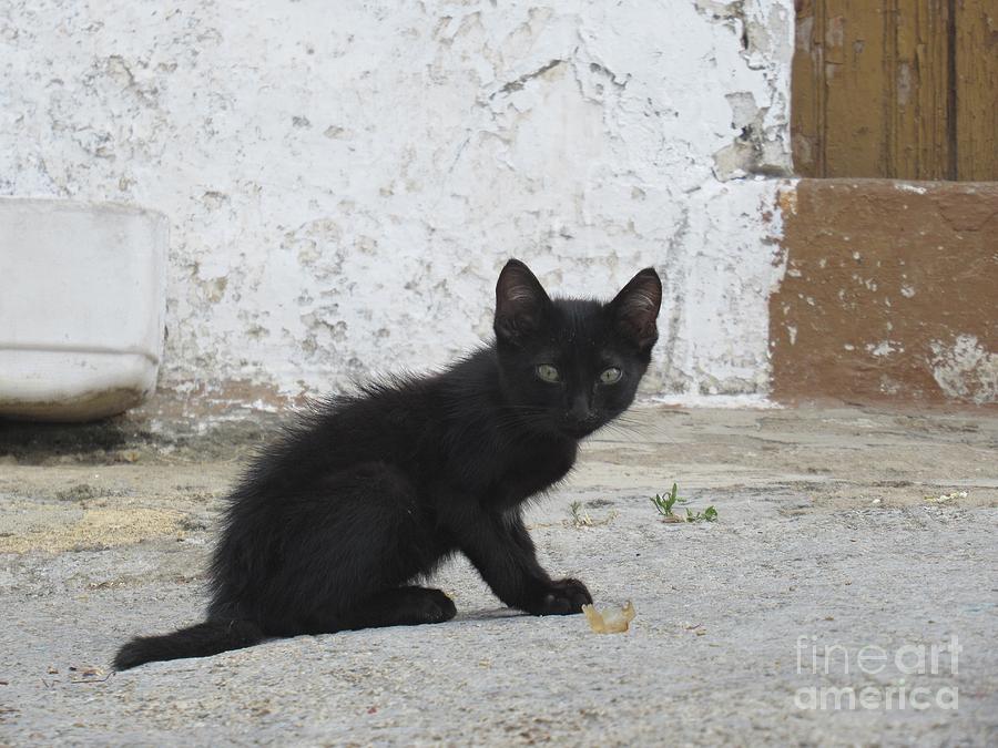 Kitten in Iznajar Photograph by Chani Demuijlder