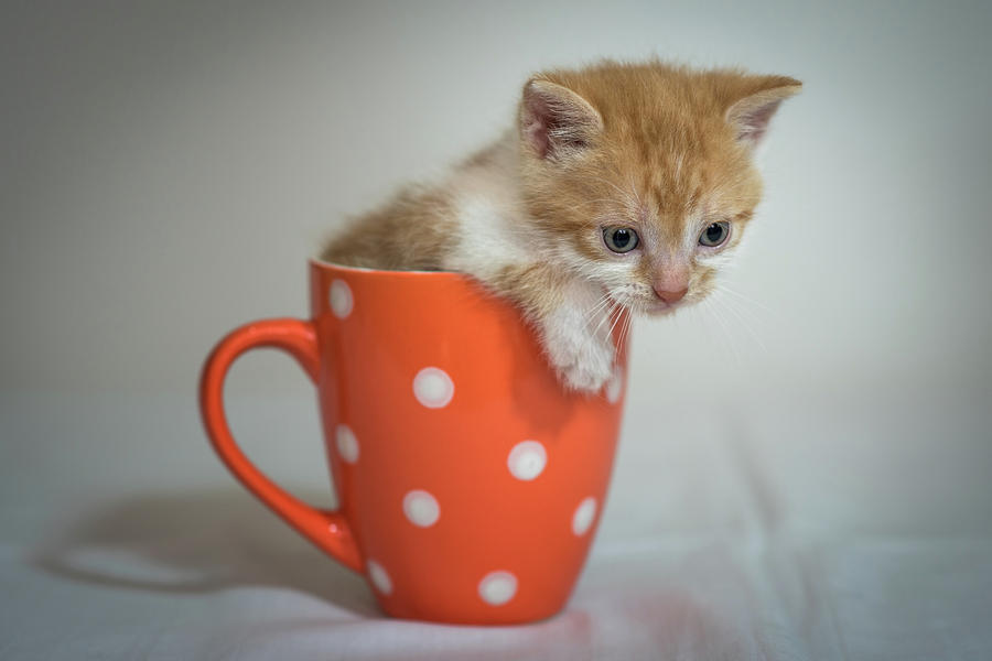 kittens in a mug