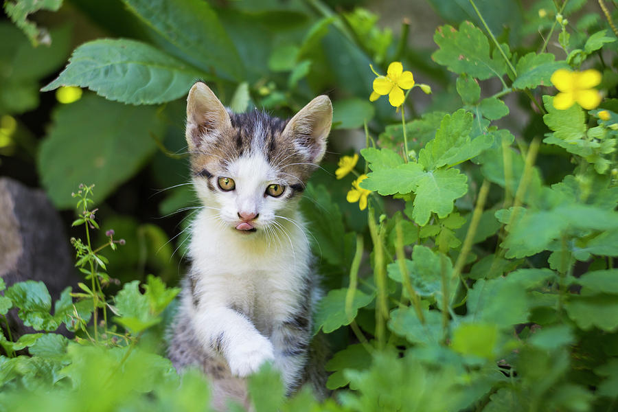 Kitten in spring Photograph by Mircea Costina Photography