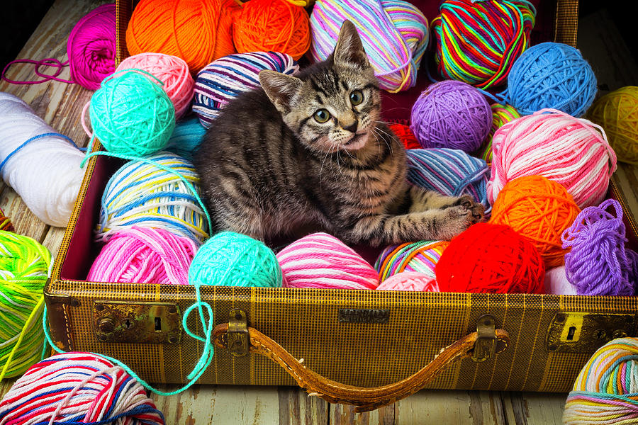 Kitten In Suitcase With Yarn. is a photograph by Garry Gay which was upload...