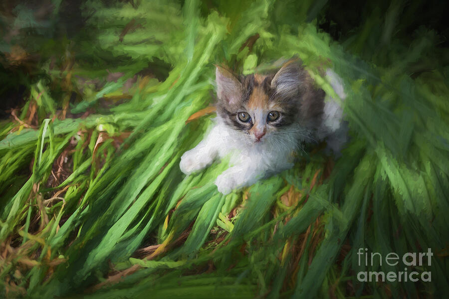 Kitten in the Grass Photograph by Eva Lechner
