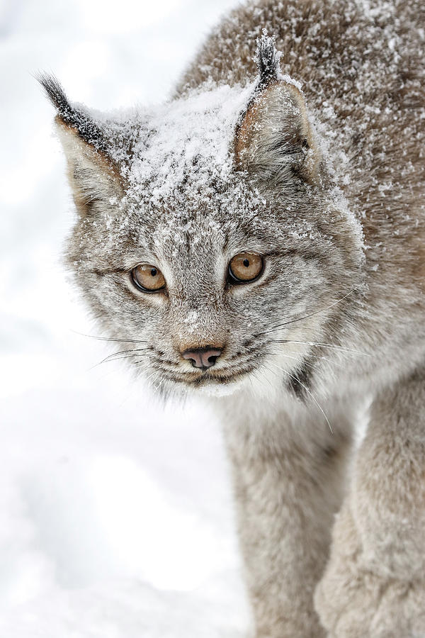 Kitten In The Snow Photograph by Athena Mckinzie