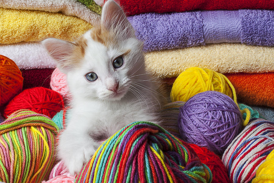 Kitten in yarn Photograph by Garry Gay