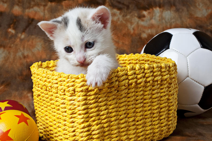 Cat Photograph - Kitten in yellow basket by Garry Gay