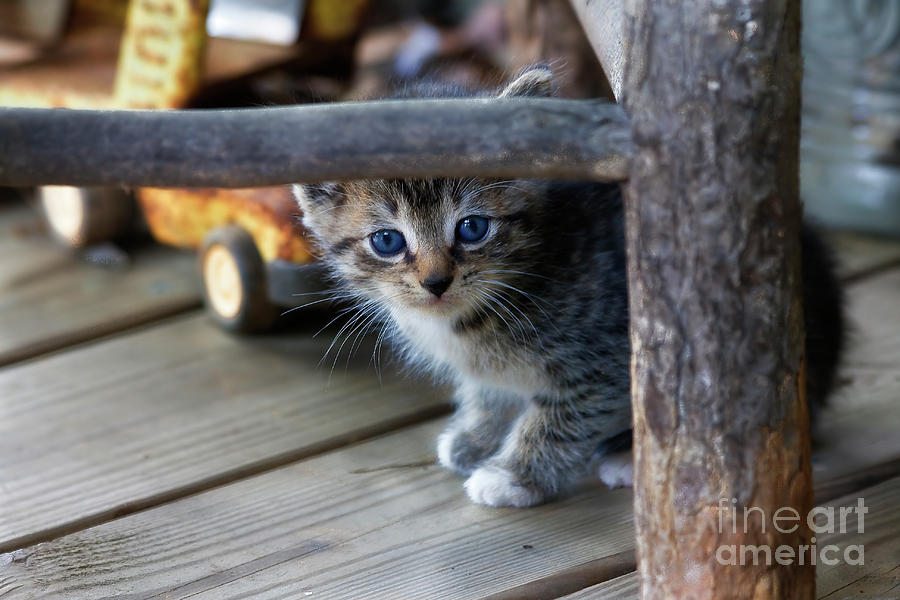 Kitten Photograph by Jill Lang
