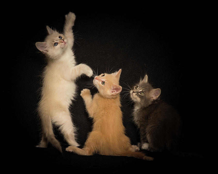 Kittens Just Want to Have Fun Photograph by Janis Knight