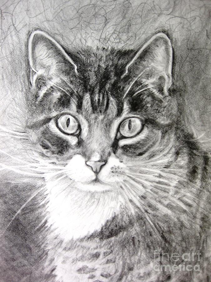 Kitten Drawing by Karin Zeller