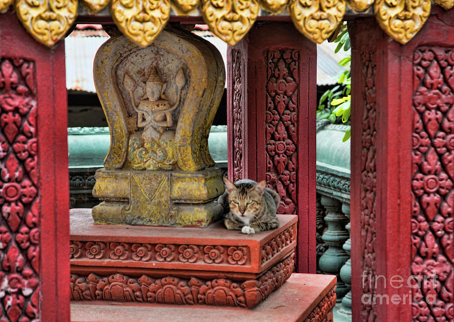 Buddha Photograph - Kitten Khmer Love  by Chuck Kuhn