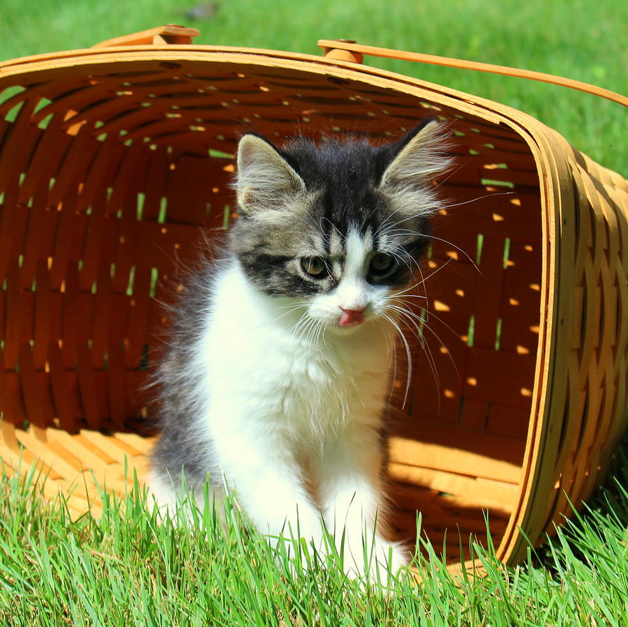 Kitten Licking Her Lips Photograph by Anita Hiltz Fine Art America