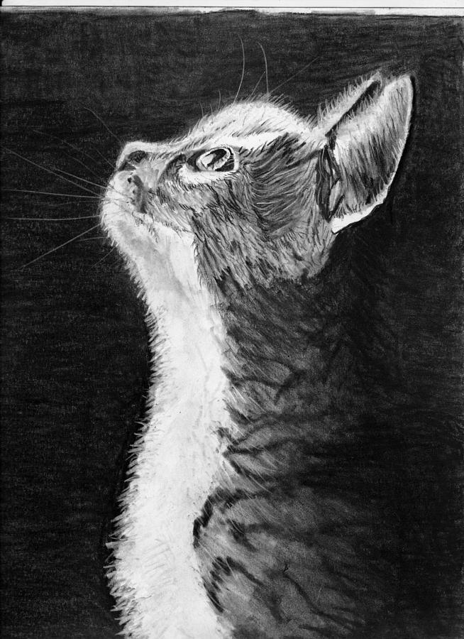 Kitten looking at the Light Drawing by Jay Johnston