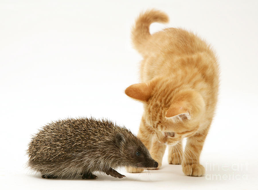 Cat Photograph - Kitten Meeting Hedgehog by Jane Burton
