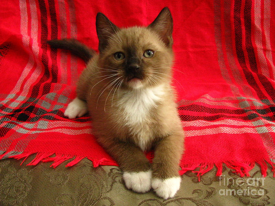 Kitten Mink Chocolate and White Mitted with Green Eyes Photograph by Pamela Benham