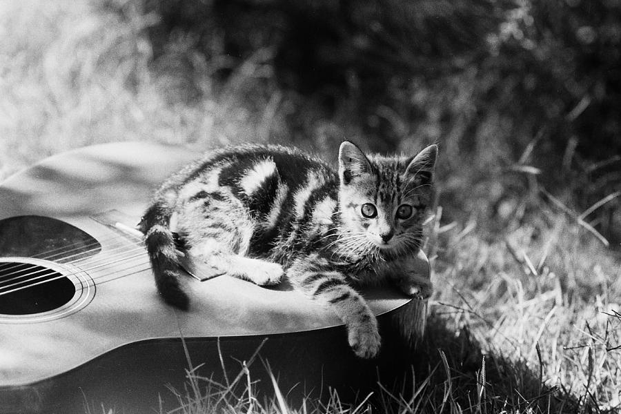 Kitten on a Guitar Photograph by Anne Thurston
