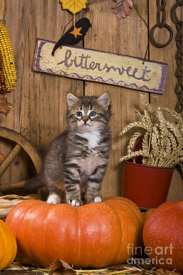 Kitten On A Pumpkin Photograph by Jean-Louis Klein & Marie-Luce Hubert