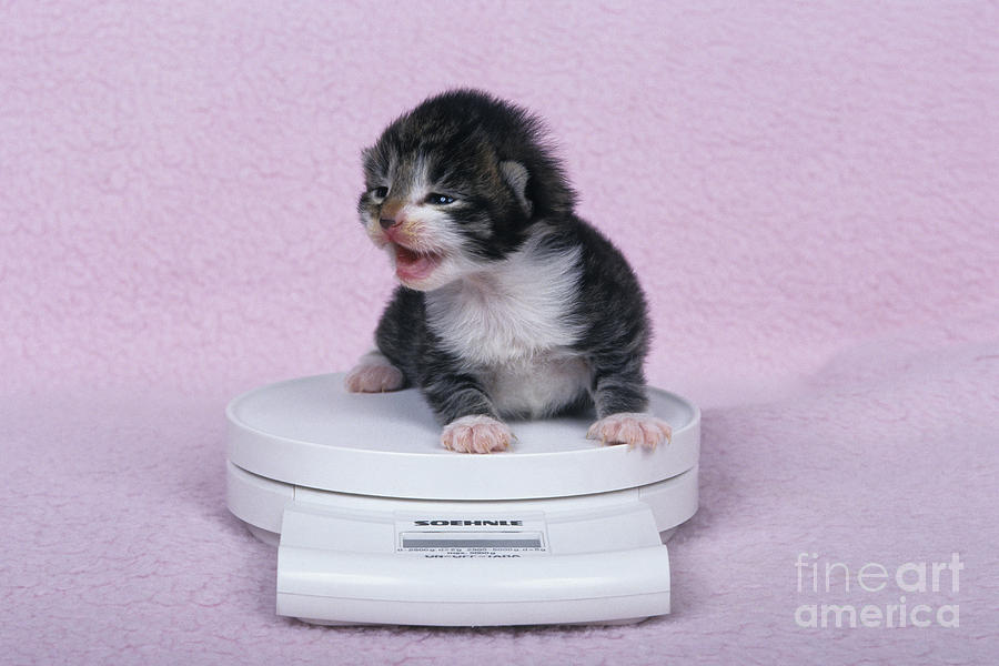 Cat Photograph - Kitten On A Scale by Jean-Louis Klein & Marie-Luce Hubert