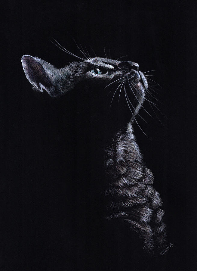 Kitten on Black Drawing by Kathie Miller