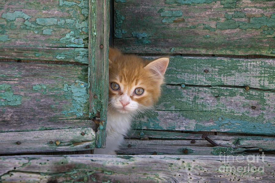 Peeking cat Rug – rug4nerd