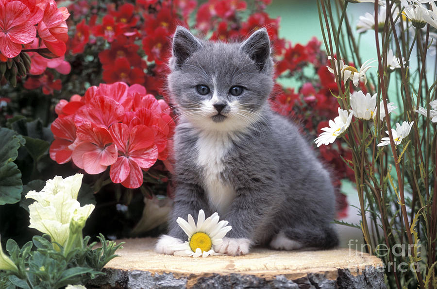 Kitten Playing With Flower Photograph by Rolf Kopfle
