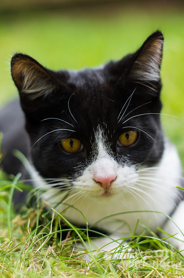 Kitten Portrait Photograph By Fwh Photography - Fine Art America