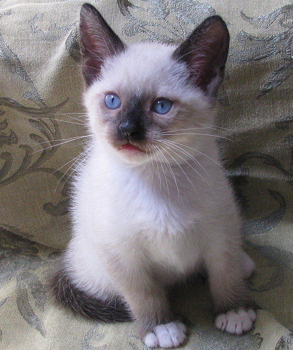 Kitten Seal Point Mitted Photograph