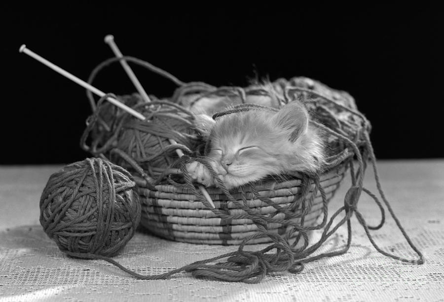 Vintage Photograph - Kitten Sleeping In Basket Of Yarn by H Armstrong Roberts ClassicStock