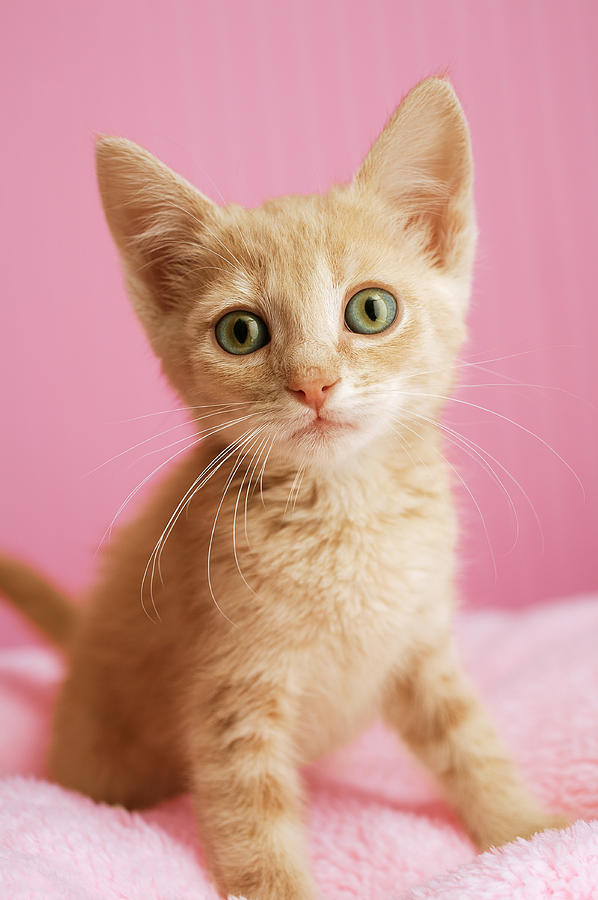 Animal Photograph - Kitten Standing On Pink Blanket by Gillham Studios